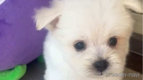 成約済の福岡県のポメマル:ポメラニアン×マルチーズ-274067の10枚目