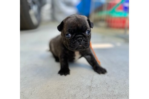 成約済の山梨県のミックス犬-271637の12枚目