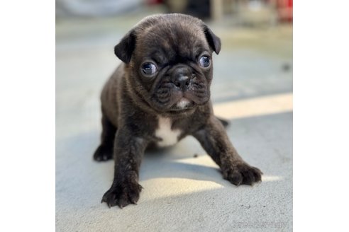 成約済の山梨県のミックス犬-271633の13枚目