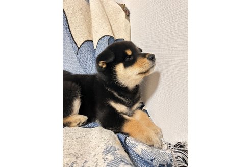 成約済の大阪府の柴犬-274078の5枚目