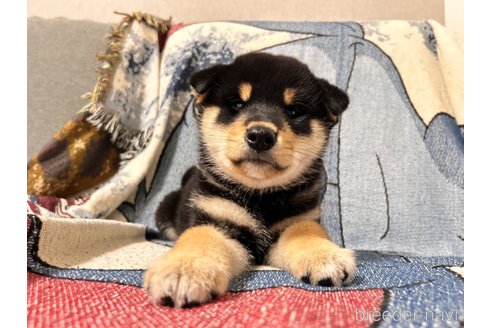 成約済の大阪府の柴犬-274078の4枚目