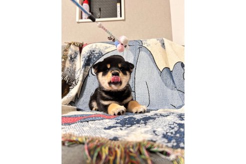 成約済の大阪府の柴犬-274078の2枚目