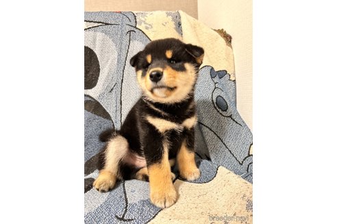 成約済の大阪府の柴犬-274078の3枚目