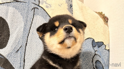 成約済の大阪府の柴犬-274078の1枚目