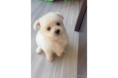 成約済の福岡県のポメマル:ポメラニアン×マルチーズ-274079の11枚目