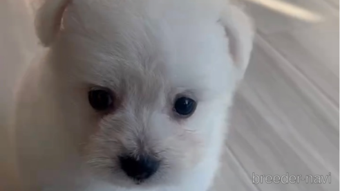 成約済の福岡県のポメマル:ポメラニアン×マルチーズ-274079の10枚目