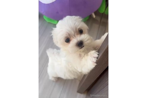 成約済の福岡県のマルプー:マルチーズ×トイプードル-268586の2枚目