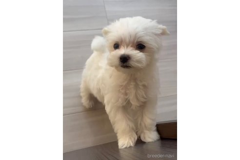 成約済の福岡県のマルプー:マルチーズ×トイプードル-268586の3枚目