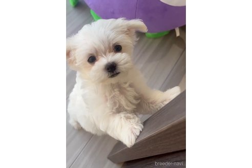 成約済の福岡県のマルプー:マルチーズ×トイプードル-268586の6枚目