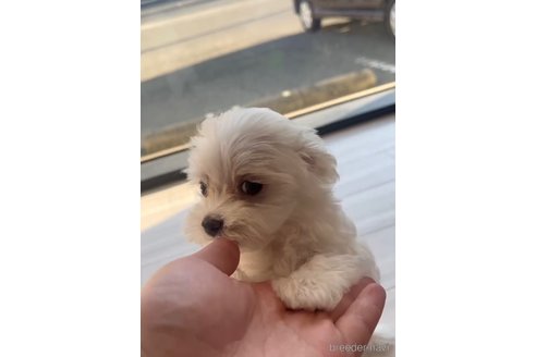 成約済の福岡県のマルプー:マルチーズ×トイプードル-268586の5枚目