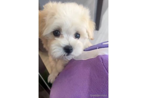 成約済の福岡県のマルプー:マルチーズ×トイプードル-268589の2枚目