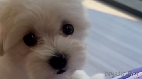 成約済の福岡県のマルプー:マルチーズ×トイプードル-268589の1枚目