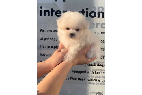 成約済の福岡県のポメマル:ポメラニアン×マルチーズ-274083の2枚目