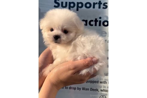 成約済の福岡県のポメマル:ポメラニアン×マルチーズ-274083の3枚目