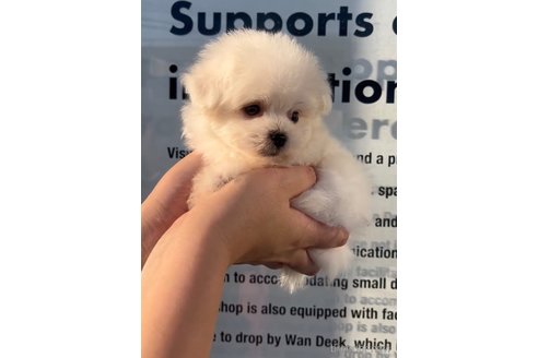 成約済の福岡県のポメマル:ポメラニアン×マルチーズ-274083の4枚目