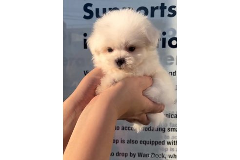 成約済の福岡県のポメマル:ポメラニアン×マルチーズ-274083の5枚目