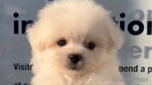 成約済の福岡県のポメマル:ポメラニアン×マルチーズ-274083の1枚目