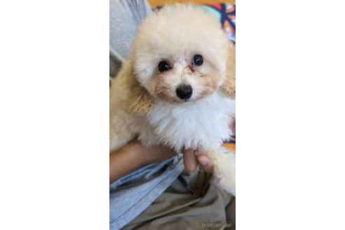 成約済の福岡県のトイプードル-268747の1枚目