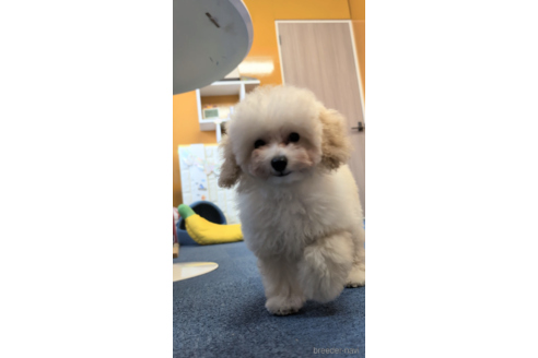 成約済の福岡県のトイプードル-268747の3枚目