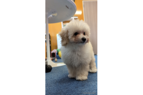 成約済の福岡県のトイプードル-268747の2枚目