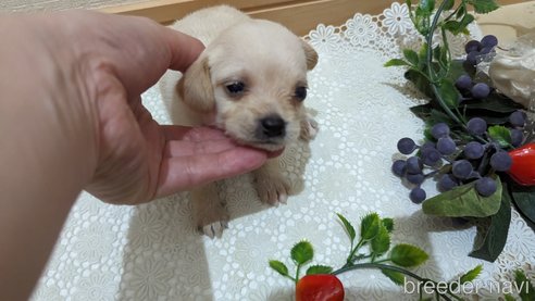 成約済の広島県のチワプー:チワワ×トイプードル-274090の53枚目