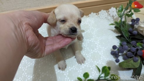 成約済の広島県のチワプー:チワワ×トイプードル-274090の52枚目