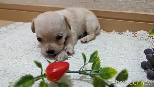 成約済の広島県のチワプー:チワワ×トイプードル-274090の51枚目