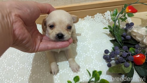 成約済の広島県のチワプー:チワワ×トイプードル-274090の50枚目