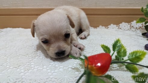 成約済の広島県のチワプー:チワワ×トイプードル-274090の49枚目