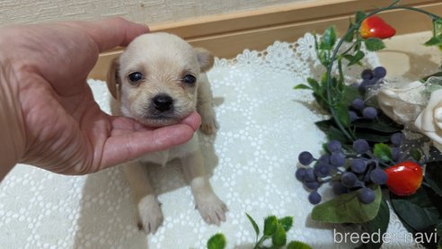 成約済の広島県のチワプー:チワワ×トイプードル-274090の47枚目