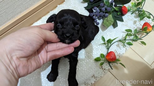 成約済の広島県のチワプー:チワワ×トイプードル-274092の29枚目