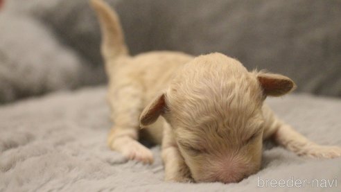 成約済の愛知県のティーカッププードル-273241の38枚目