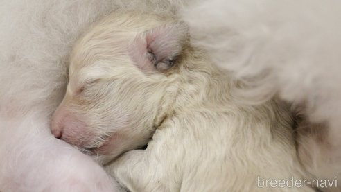 成約済の愛知県のティーカッププードル-273241の33枚目