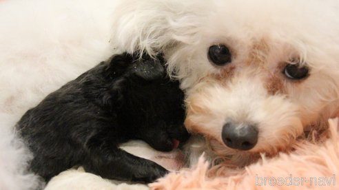 成約済の愛知県のティーカッププードル-273240の49枚目