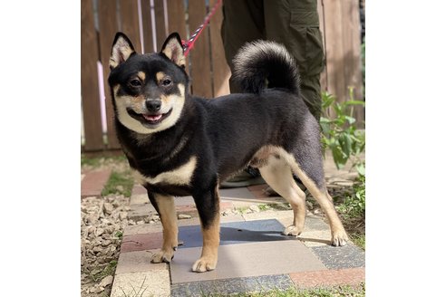 成約済の高知県の柴犬-270364の1枚目