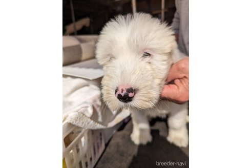 販売中の千葉県のオールドイングリッシュシープドッグ-274136