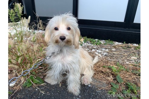 成約済の東京都のミックス犬-246608の21枚目