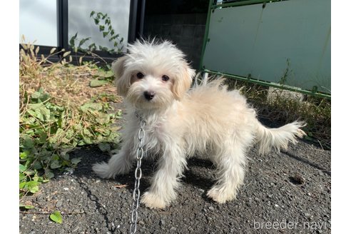 成約済の東京都のミックス犬-246606の9枚目