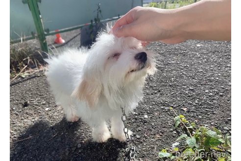 成約済の東京都のミックス犬-246878の7枚目