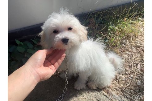 成約済の東京都のミックス犬-246878の6枚目