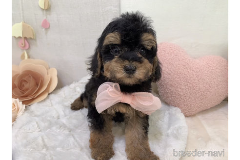 成約済の東京都のミックス犬-271812の6枚目