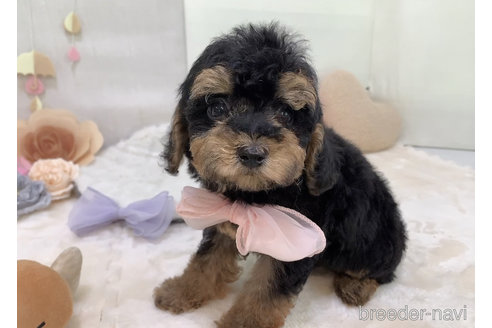 成約済の東京都のミックス犬-271812の5枚目