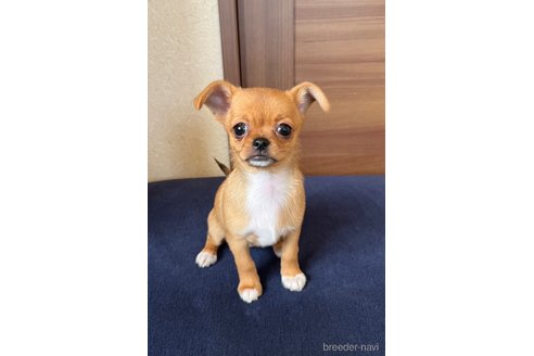 成約済の福島県のミックス犬-265813の4枚目
