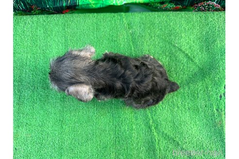 成約済の千葉県のミニチュアシュナウザー-274158の2枚目