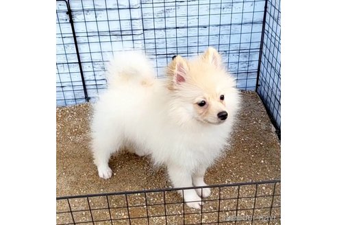 成約済の茨城県のポメラニアン-260067の41枚目