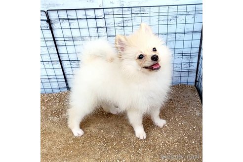 成約済の茨城県のポメラニアン-260067の45枚目