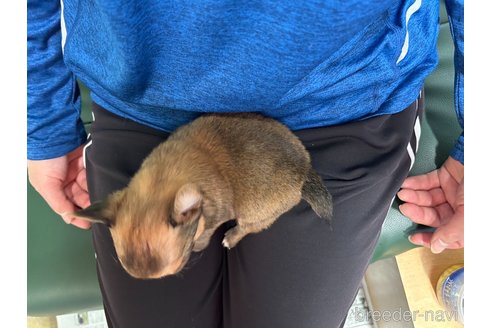 成約済の佐賀県のチワワ(ロングコート)-274168の3枚目