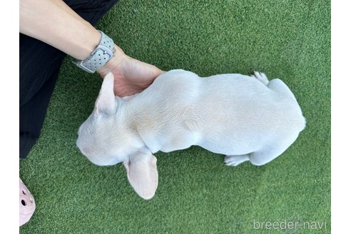 成約済の千葉県のフレンチブルドッグ-270507の3枚目