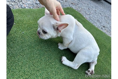 成約済の千葉県のフレンチブルドッグ-270507の4枚目