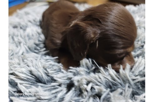 成約済の千葉県のミニチュアダックスフンド(ロングヘアード)-273247の36枚目
